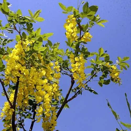 Laburnum x watereri Vossii