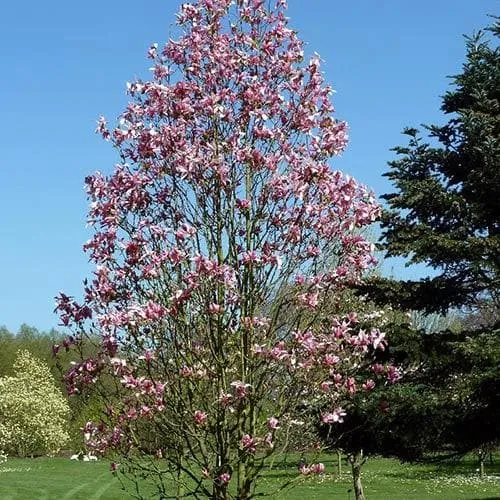 Magnolia Daybreak