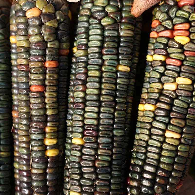 Ornamental Corn Oxacana Green Dent Seed